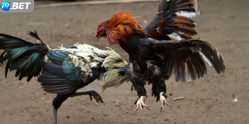 Giới thiệu loại hình đá gà trực tiếp