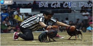 Đá gà cựa dao kịch tính