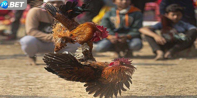 Đôi nét về bộ môn đá gà 