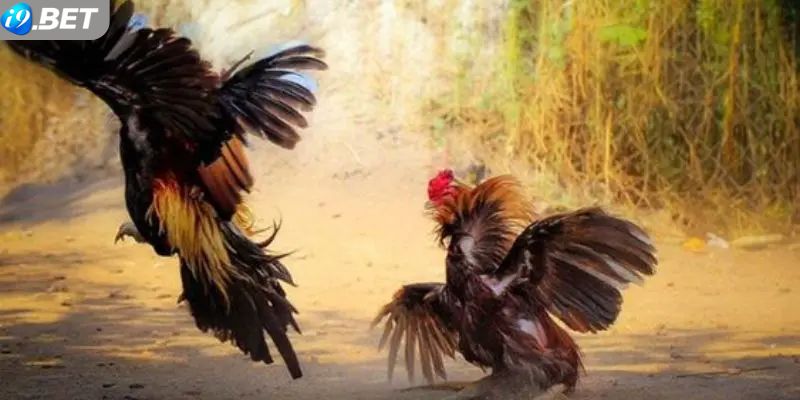 Các bước cá cược đấu gà cựa dao tại sân cược i9bet