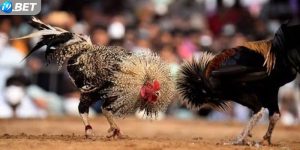 Hướng dẫn cách chơi đá gà Thomo tại I9bet dành cho cược thủ