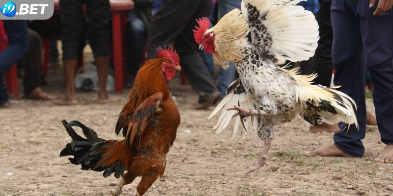 Những điều cần lưu ý khi cá cược chọi gà Thomo tại I9bet