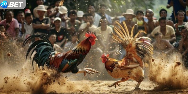 Những ưu điểm nổi bật về bộ môn chọi gà Thomo