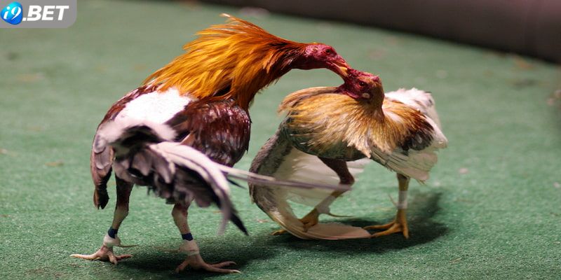 Những ưu điểm của hình thức đá gà trực tiếp